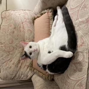 Lost Cat Lovebug