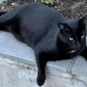 Image of Midnight, Lost Cat