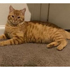 Image of Garfield, Lost Cat