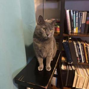 Lost Cat Pirate