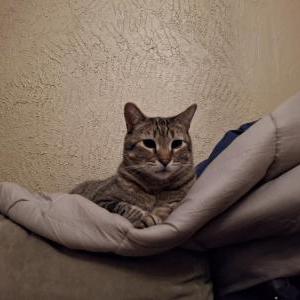 Image of Cooper, Lost Cat