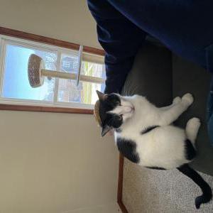 Lost Cat Beans