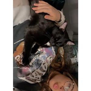 Lost Cat Luna Mae