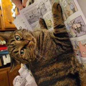 Lost Cat Bella