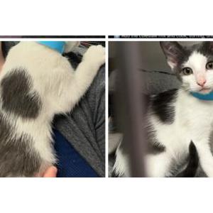 Lost Cat Cardinal