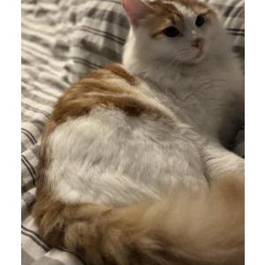Lost Cat Tuky