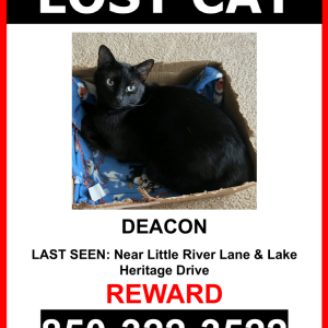 Lost Cat Deacon