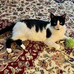 Lost Cat boo-boo kitty