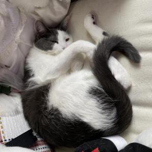 Lost Cat Morrie