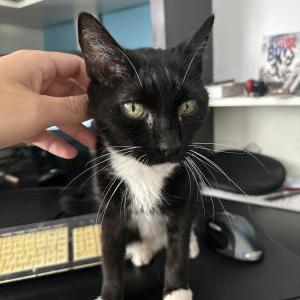 Image of Little Girl, Lost Cat