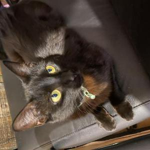 Lost Cat Stella
