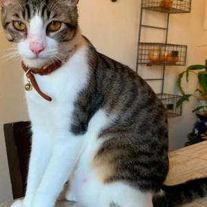 Image of Tripz, Lost Cat