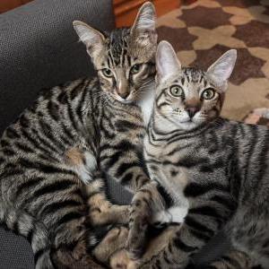 Image of Toast and Peanut, Lost Cat