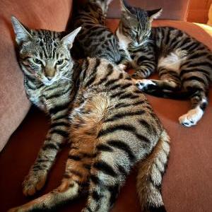 2nd Image of Toast and Peanut, Lost Cat