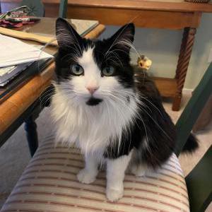 Image of Lucy, Lost Cat