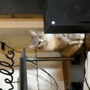 Lost Cat freyja