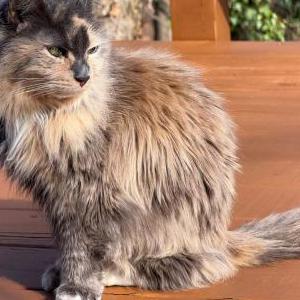 Lost Cat Isabelle