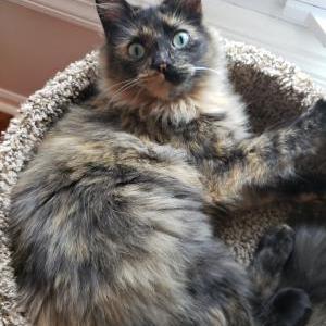 Image of Lucy, Lost Cat