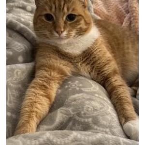 Image of Simba, Lost Cat