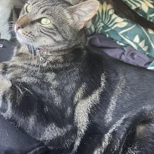 Image of Kylo, Lost Cat