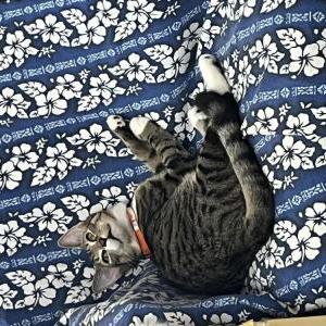 Lost Cat Rocky