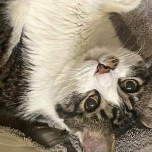 Found Cat Unknown