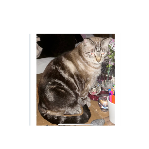Image of KO’ KOLEKA, Lost Cat
