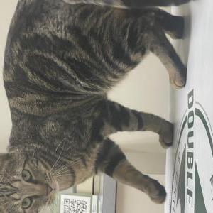 Image of Momo, Lost Cat