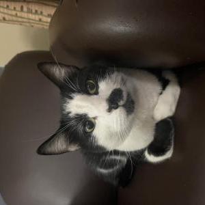 Image of SULLIVAN, Lost Cat