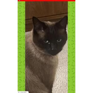 Lost Cat Gunner