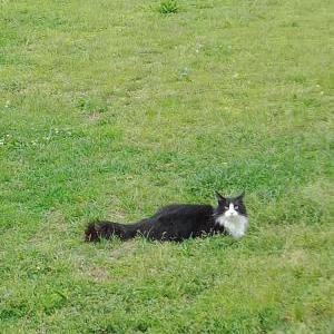 Lost Cat Baby