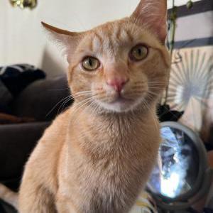 Image of Naruto, Lost Cat
