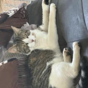 Lost Cat Bruno
