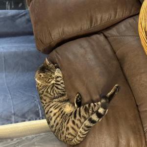 Lost Cat Remus