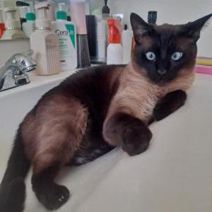 Image of Lotto, Lost Cat