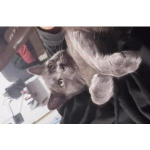 Image of Dorian Gray, Lost Cat
