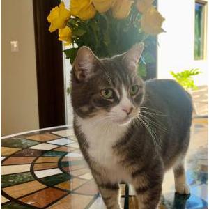 Image of Mia, Lost Cat