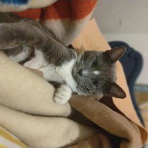 Image of Jennifer, Lost Cat