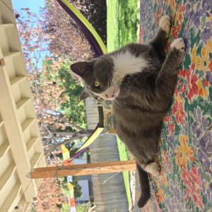 Image of Finn, Lost Cat