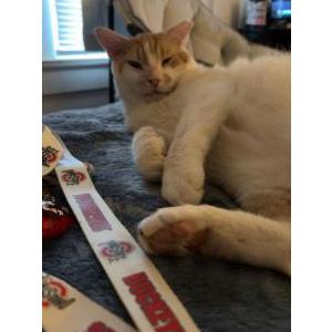 Lost Cat Stinky