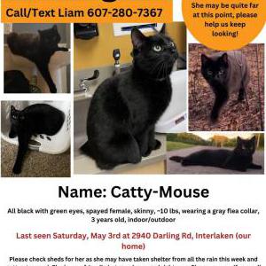 Lost Cat Catty Mouse