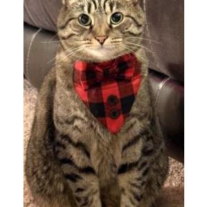 Lost Cat Chunks