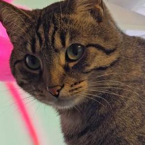 2nd Image of Chunks, Lost Cat