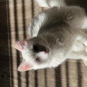 Image of White boy/heman, Lost Cat