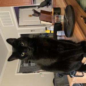 Image of Suley, Lost Cat