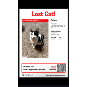 Lost Cat Bubba