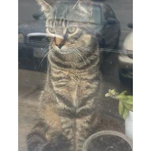 Lost Cat Zimbabwe
