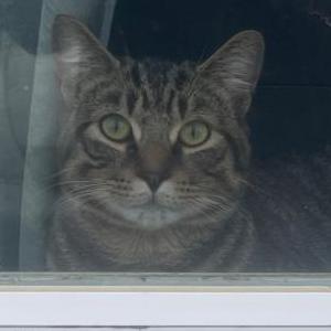 2nd Image of Zimbabwe, Lost Cat