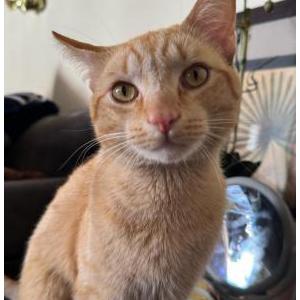 Image of Naruto, Lost Cat