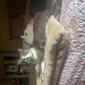 Image of Lucky, Lost Cat
